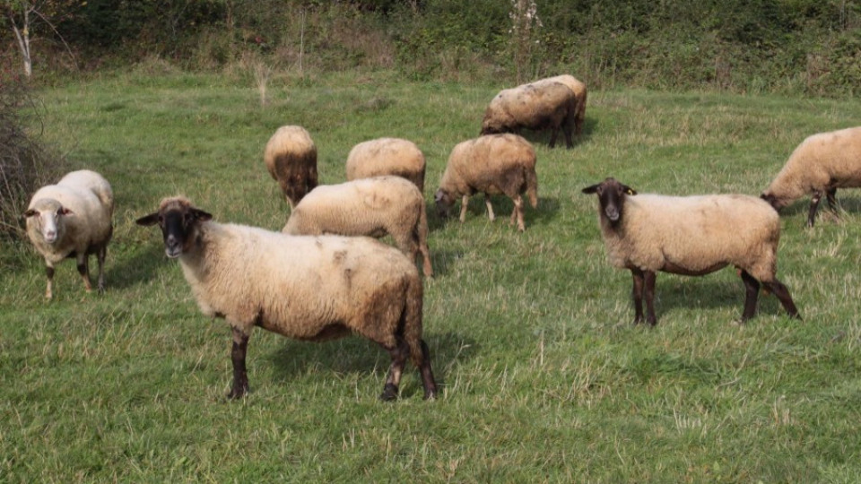 Конфискуват животни без пастир | StandartNews.com