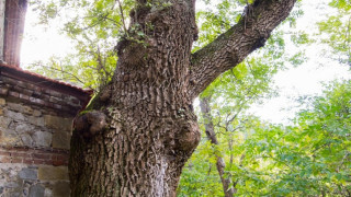 Целебен ясен се бори за международен приз