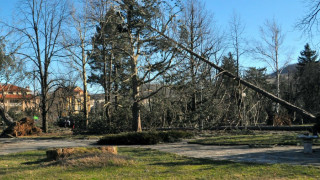 Заради вятъра: Хаос и счупени дървета в столицата