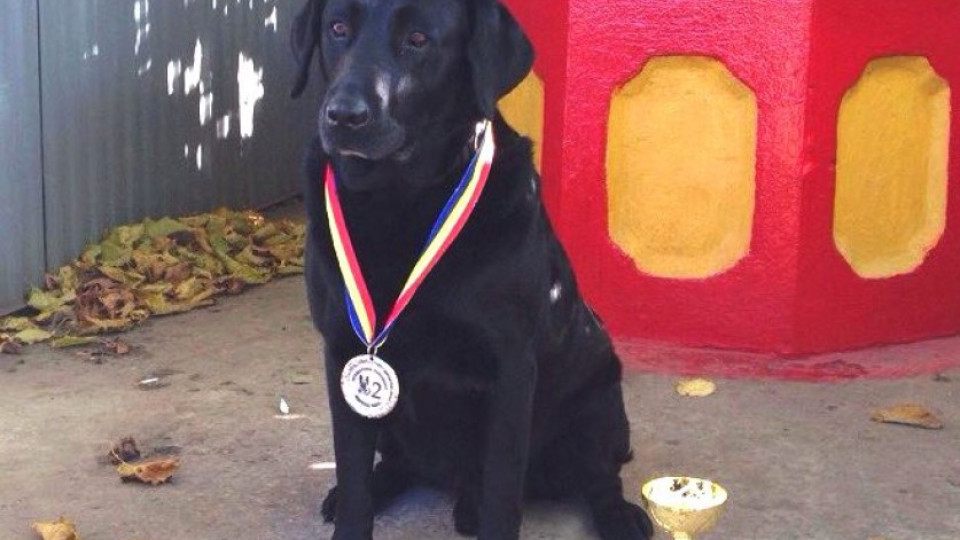 Митничарско куче с международна награда | StandartNews.com
