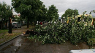Ураганният вятър събори две дървета в Пиринско