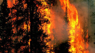 Изгоряха 60 бали сено  в Ардинско 