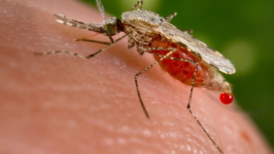 Създадоха комар-мутант, бори маларията  | StandartNews.com