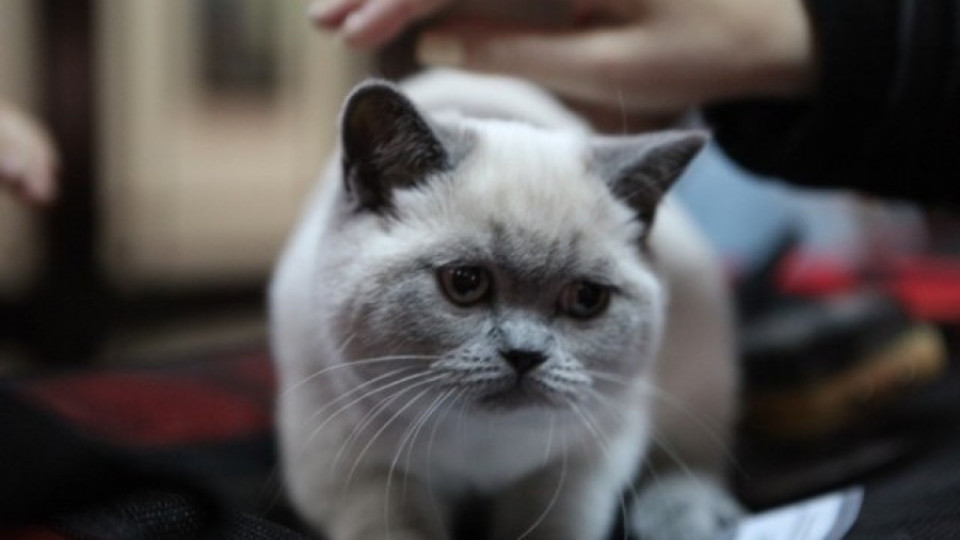 Редки и скъпи породи котки идват на изложба у нас | StandartNews.com
