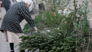 Купуваме все повече живи елхи за Коледа