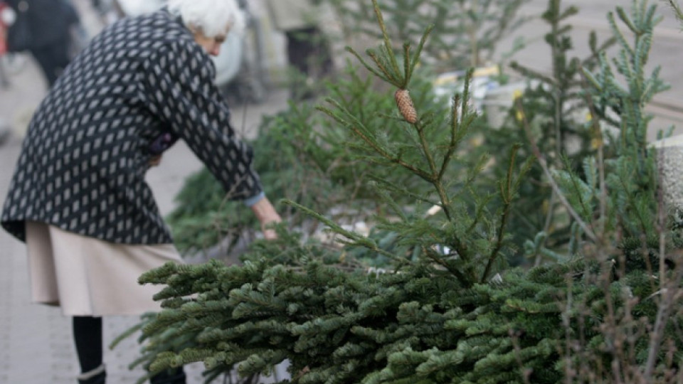 Купуваме все повече живи елхи за Коледа | StandartNews.com