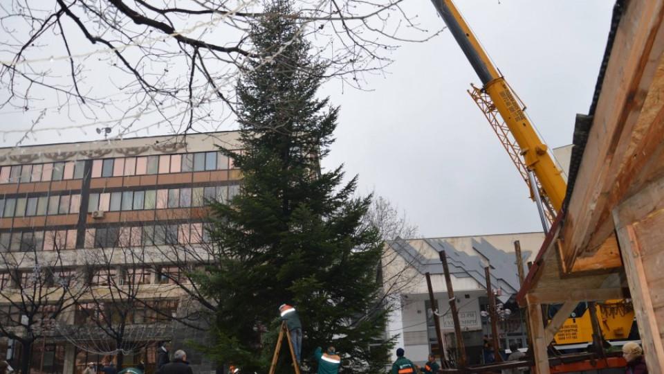 22-метрова елха украси Благоевград | StandartNews.com