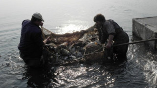 Морските вълци искат помощ, за да оцелеят