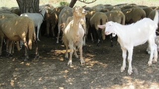 Проверят бруцелозата в Кочан да не е от гръцки овце