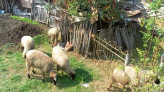 Стопанинът на заразените с бруцелоза овце иска нови проби