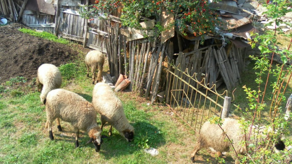 Стопанинът на заразените с бруцелоза овце иска нови проби | StandartNews.com