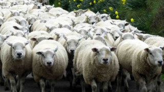 Умъртвиха хуманно заразените овце в с. Кочан