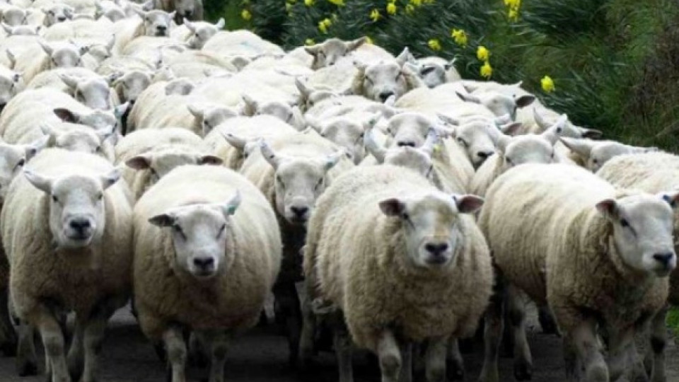 Умъртвиха хуманно заразените овце в с. Кочан | StandartNews.com