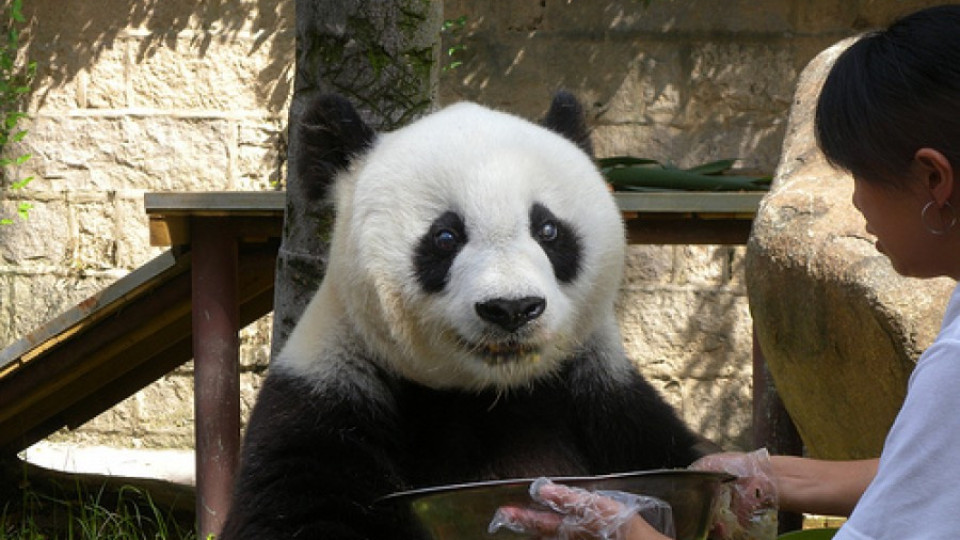 Втората най-стара панда на света отпразнува 140-и рожден ден   | StandartNews.com