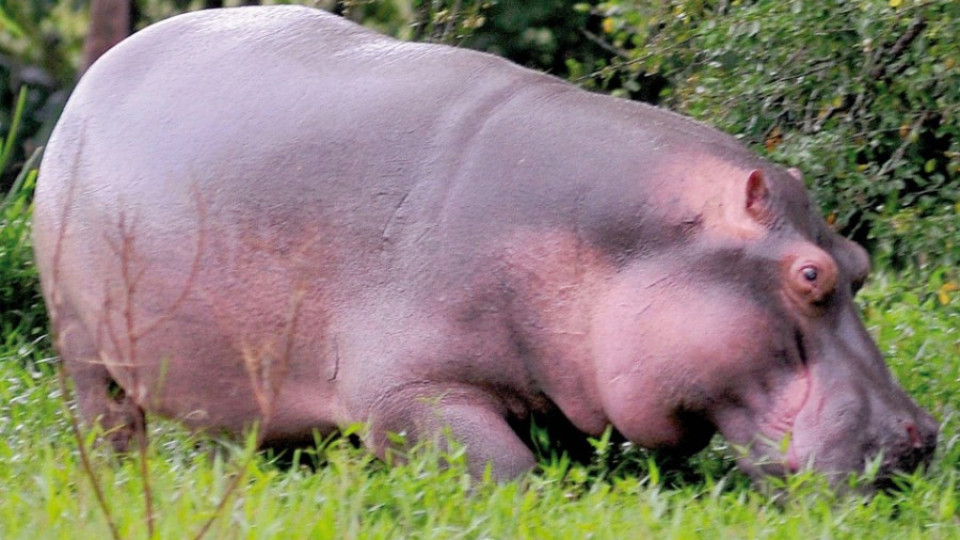 Хипопотами на Ескобар паникьосаха колумбийци | StandartNews.com