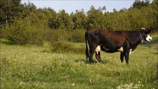 Болест по кравите идва от Гърция
