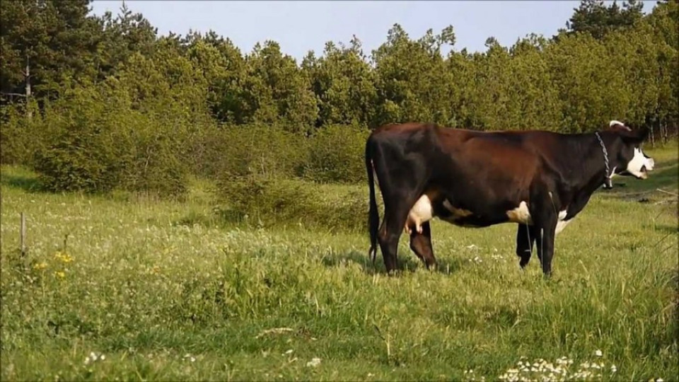 Болест по кравите идва от Гърция | StandartNews.com