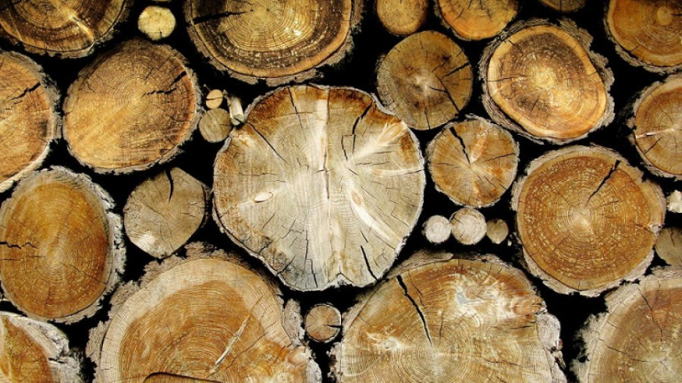 Започват търговете за добив и продажба на дървесина  | StandartNews.com
