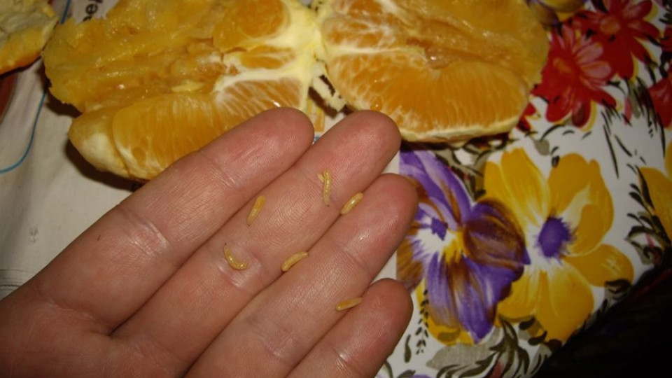 Снимка на портокали с червеи взриви Фейсбук | StandartNews.com