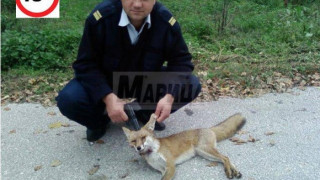 Потрес: Гард на НСО дере лисици в двореца "Кричим"