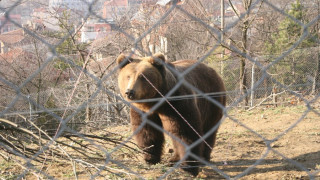Мечки се ширят в нов „апартамента" в благоевградския зоопарк