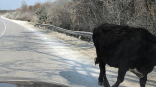 Пиян вода катастрофира край Гоце Делчев 