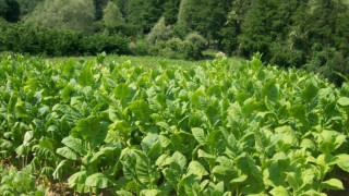 Тютюнджии спечелиха дело срещу земеделското министерство