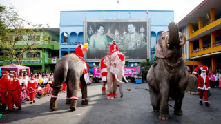 Коледни слонове в Тайланд поздравиха децата (ВИДЕО)