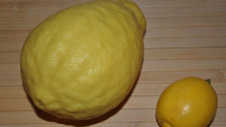 Стопанин отгледа лимон с тегло от почти 1 кг.