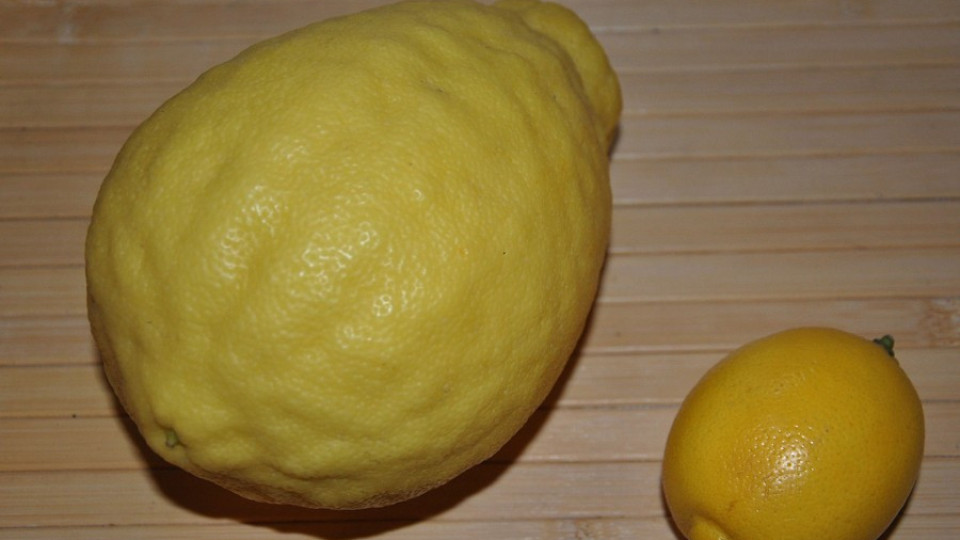 Стопанин отгледа лимон с тегло от почти 1 кг. | StandartNews.com