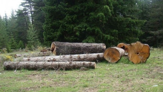 Откриха 900 незаконно отсечени дървета