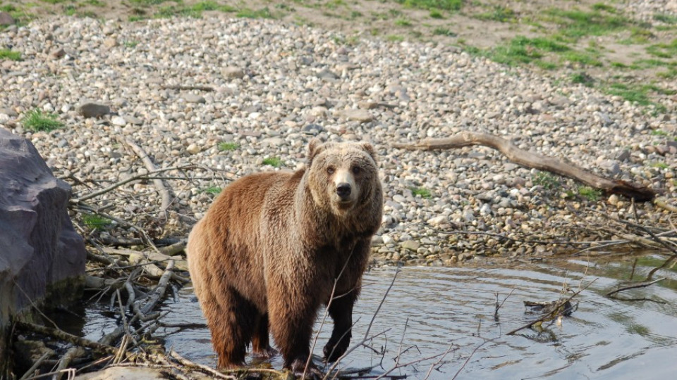 Десетина мечки живеят на Витоша далеч от хората | StandartNews.com