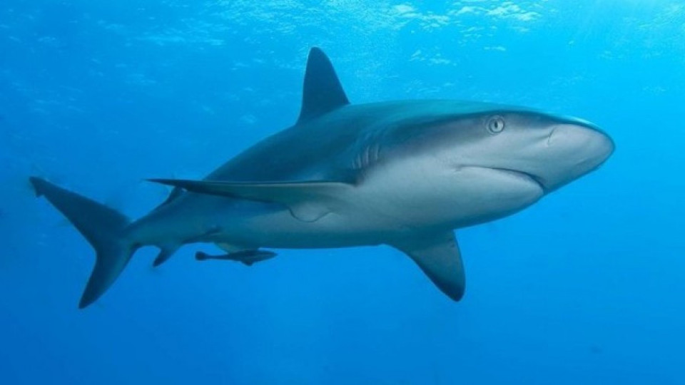 Мъж преби акула | StandartNews.com