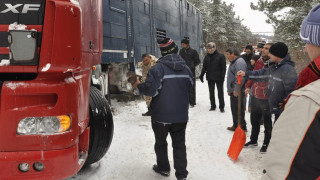 Датски ТИР с говеда закъса на БГ село