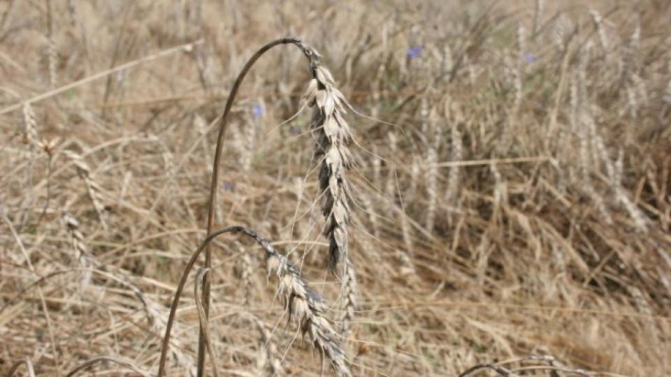 По-малко засята пшеница в Добружда през 2015 г. | StandartNews.com