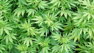 Арестуваха двама за канабис в колата