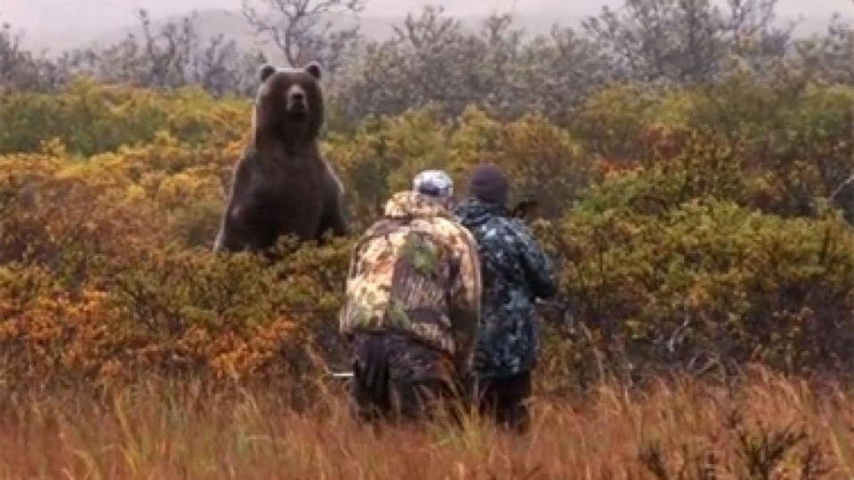 Ловът на кафява мечка само след ок от екоминистъра | StandartNews.com
