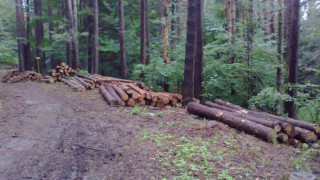 Сеч на горски шефове за чадър над бракониери