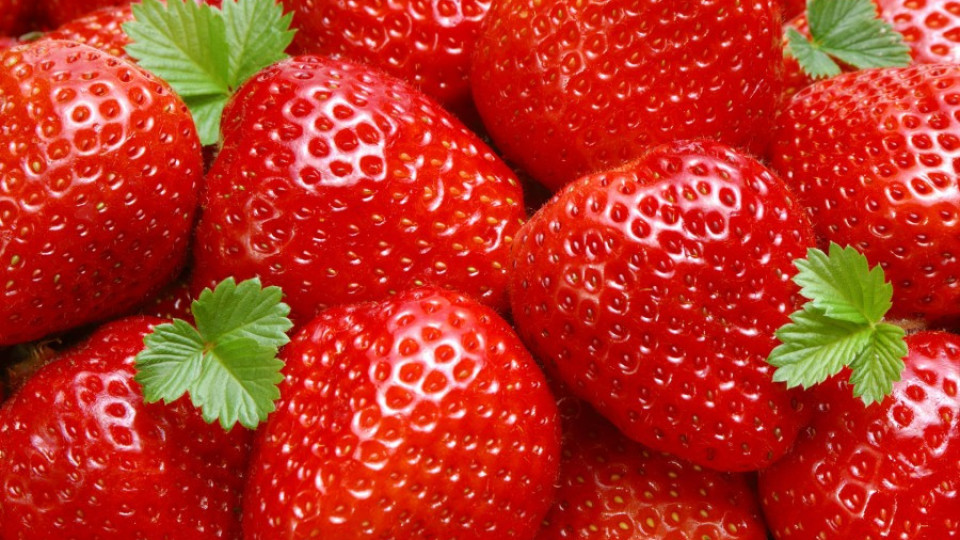 Испания търси берачки на ягоди у нас | StandartNews.com