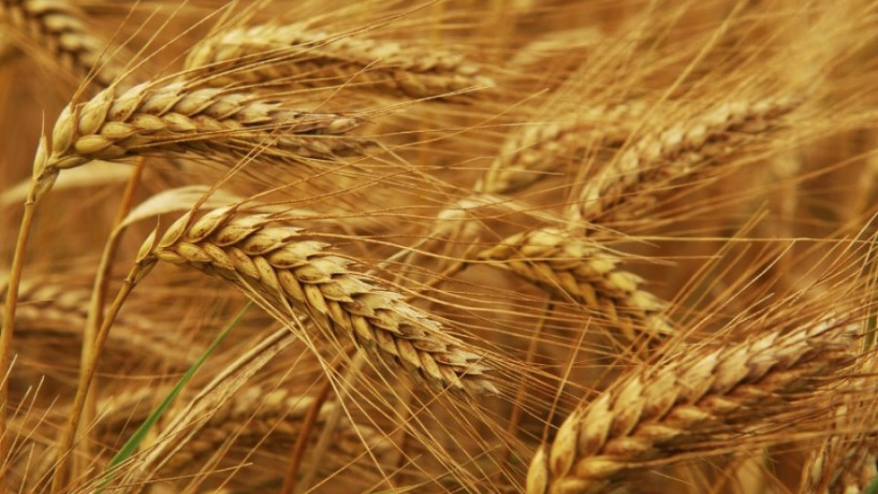 Износът на пшеница скочи с 58% | StandartNews.com