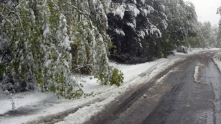 30 дървета паднаха заради снега в Пиринско