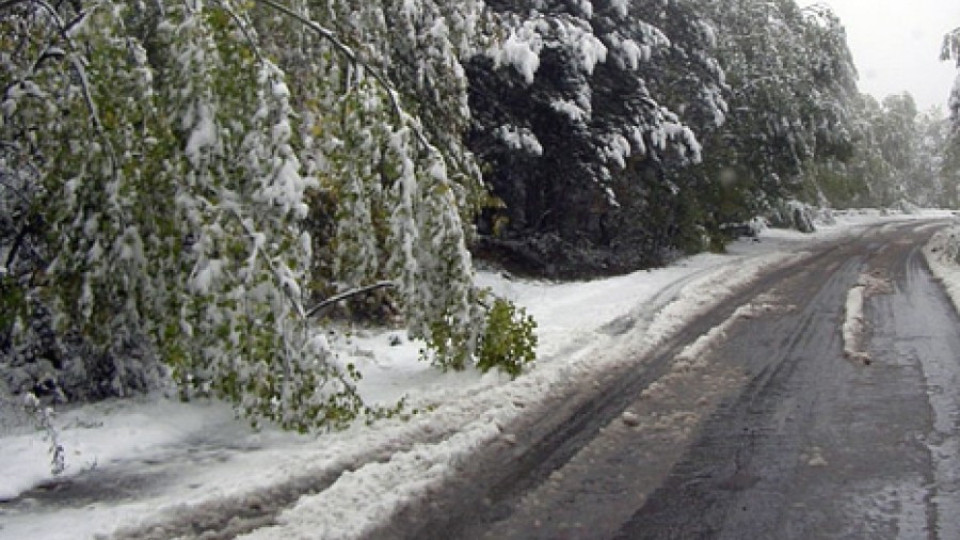 30 дървета паднаха заради снега в Пиринско | StandartNews.com