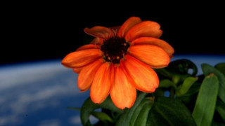 Цвете разцъфна за пръв път в Космоса