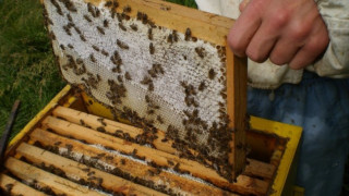 Популяризират пчелен мед и пчелни продукти в русенските училища