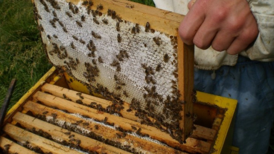 Популяризират пчелен мед и пчелни продукти в русенските училища | StandartNews.com