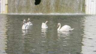 Пробиха леда в езеро заради лебеди