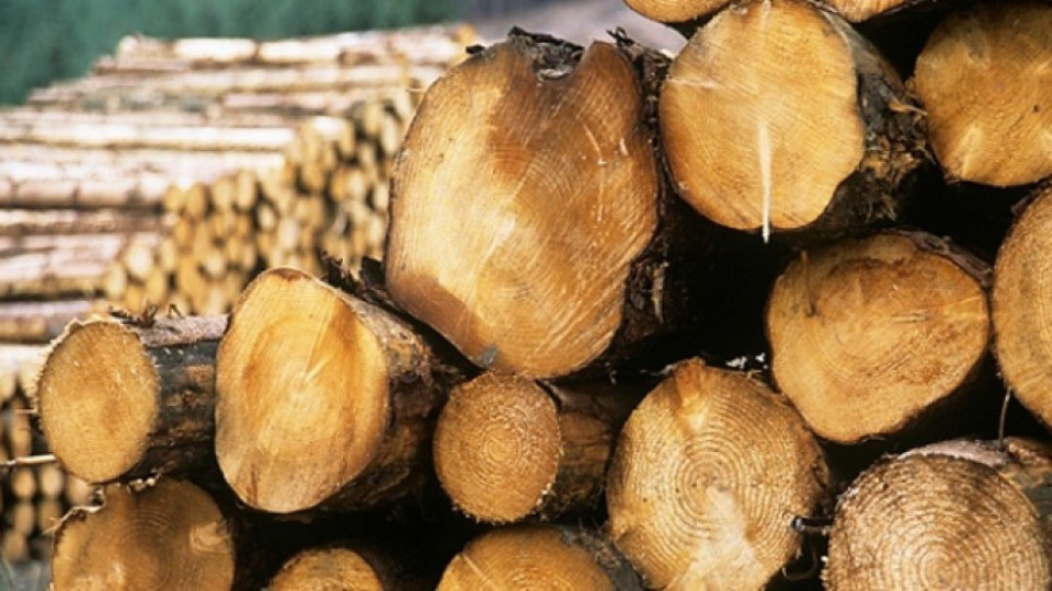 Оборудват складовете за дървесина с видеонаблюдение | StandartNews.com
