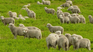 Овце спряха джигит в Нова Зеландия