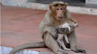 Маймунка осинови бездомно куче