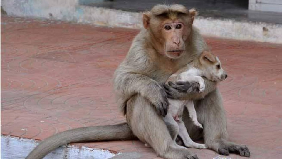 Маймунка осинови бездомно куче | StandartNews.com